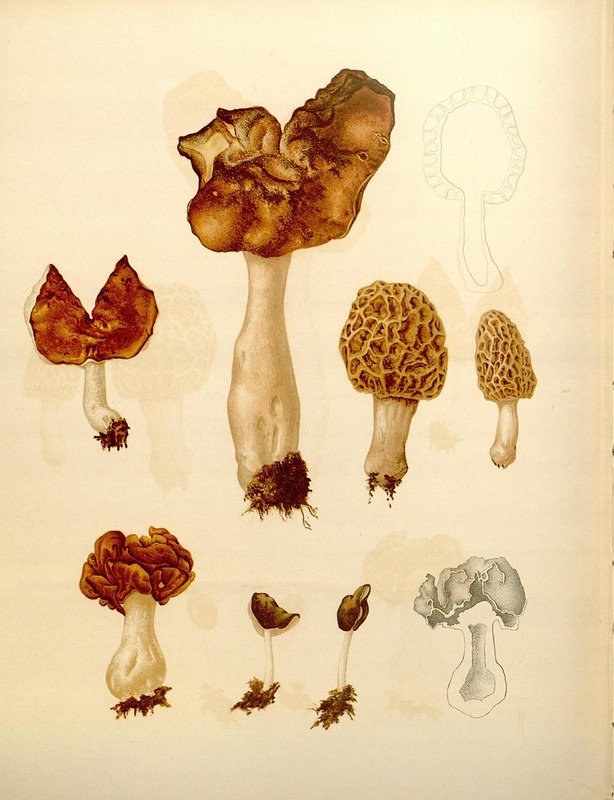 Assorted medicinal mushrooms from a Living Terrain class