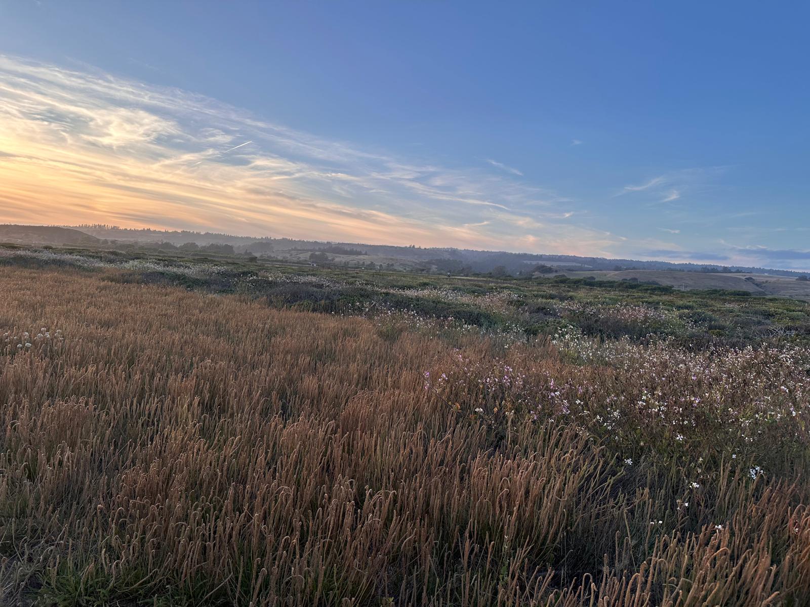 A coastal meadow of wild grasses glowing in first light